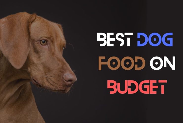 best dog food on a budget
