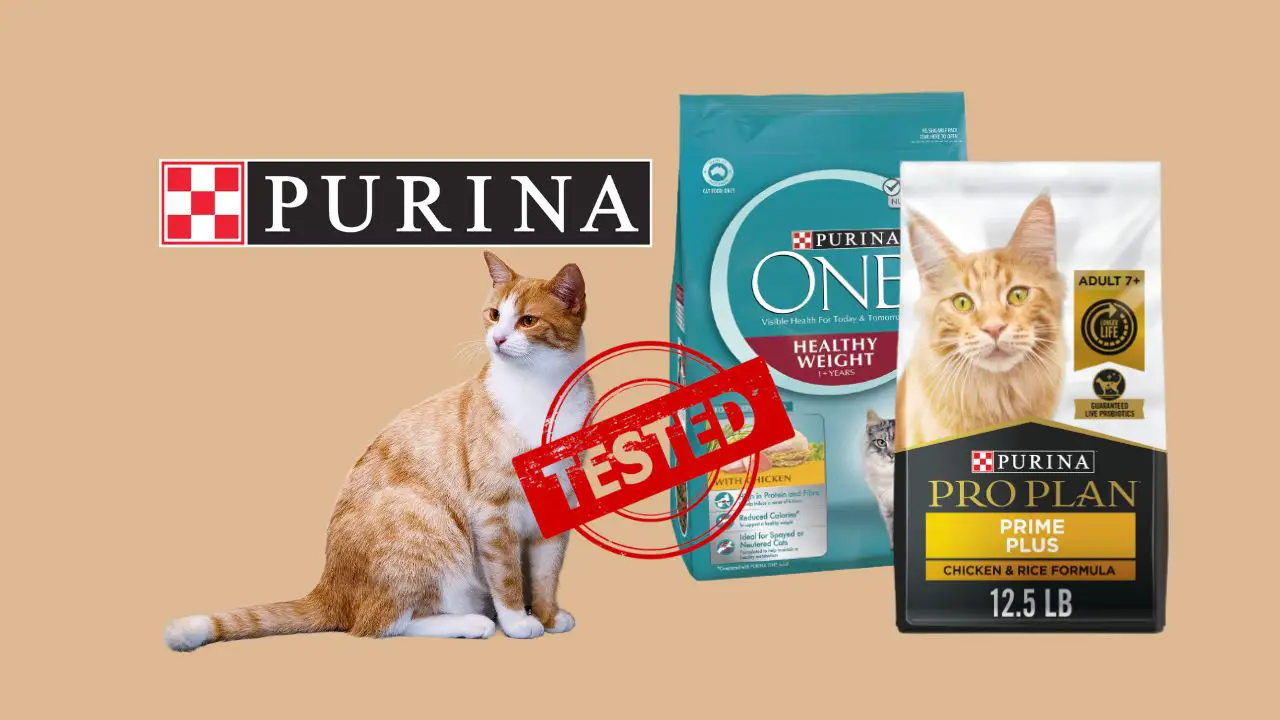purina cat food review