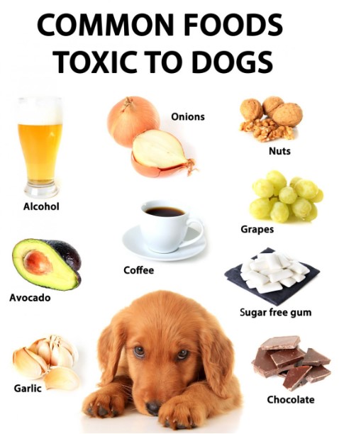Toxic Foods for Dogs