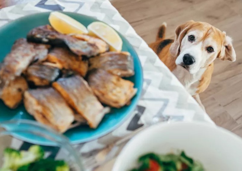Salomon - healthiest human food for dogs