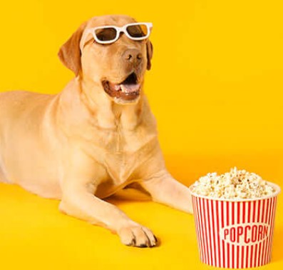 Popcorn healthiest human food for dogs