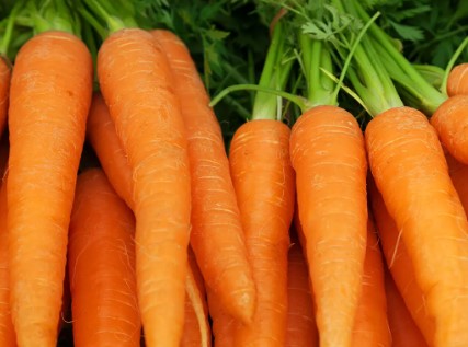 Carrots healthiest human food for dogs