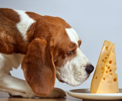 CHEESE healthiest human food for dogs