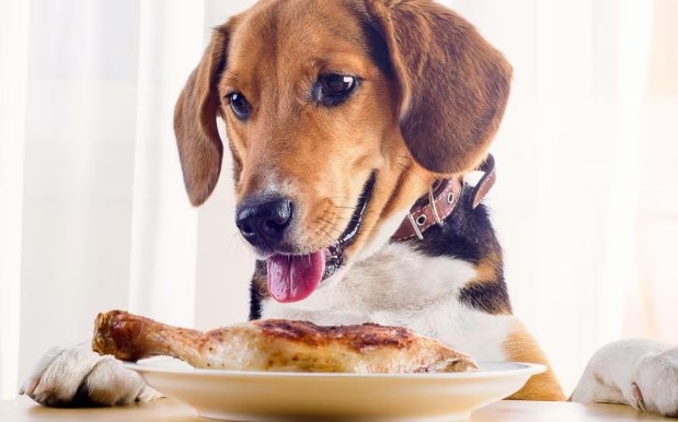 CHICKEN - Healthiest human food for dogs