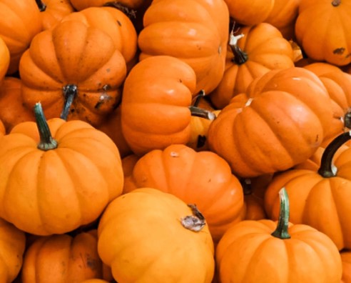 PUMPKIN Healthiest human food for dogs