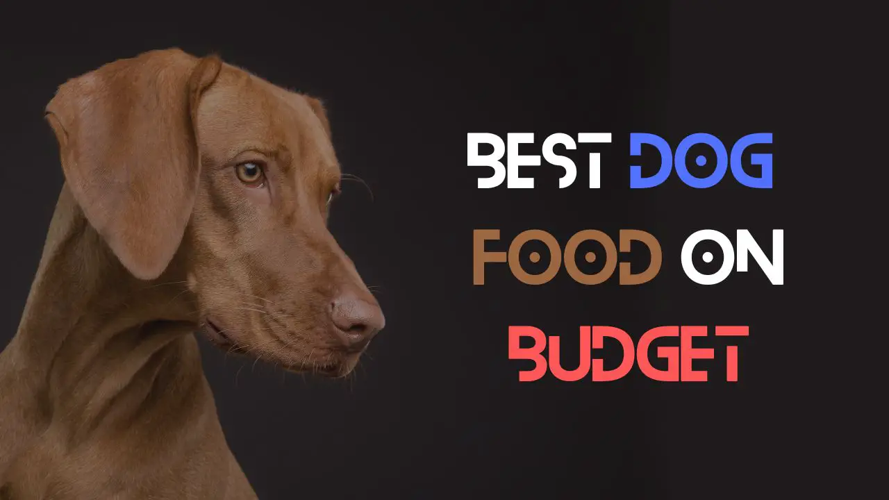 best dog food on a budget