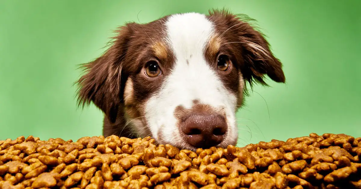 Best Dog Food For Skin Allergies: Ultimate Guide for Happy Pups