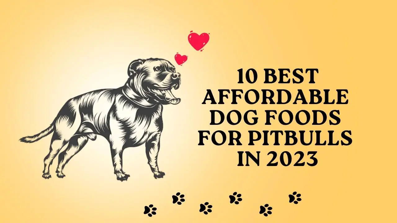 10 best affordable dog foods for pitbulls